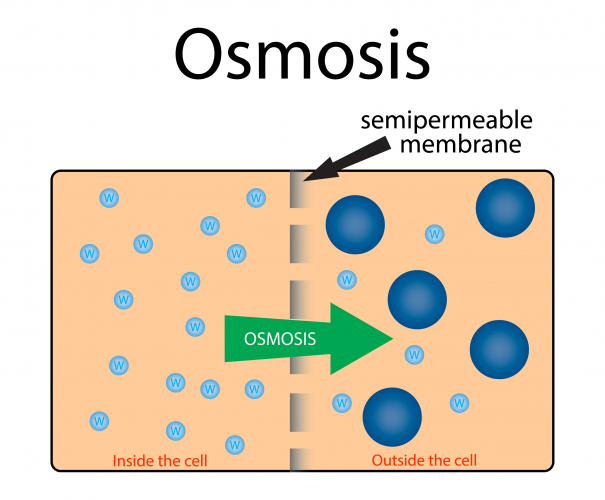 Apply the Process of Osmosis to Cells Worksheet EdPlace
